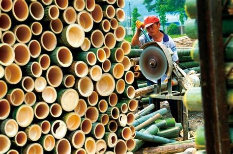 “以竹代塑” 竹产业发展迎来黄金期 - 消费日报