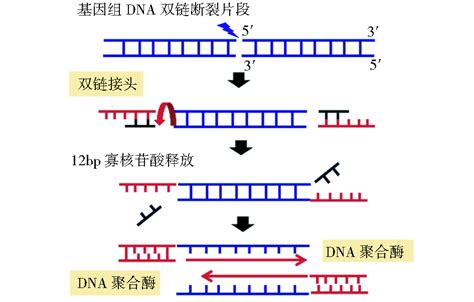 DNA双链断裂检测技术研究进展