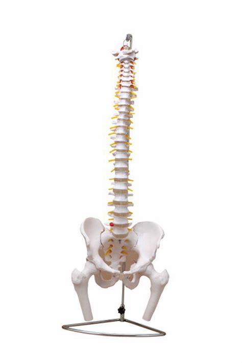 脊骨背痛人体脊柱骨骼发光的科学解剖扫描背部骨头背痛高清图片下载-正版图片300025092-摄图网