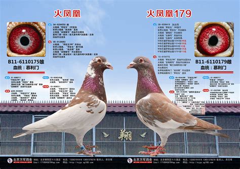 穆利门-金雄 - 北京首信鸽业