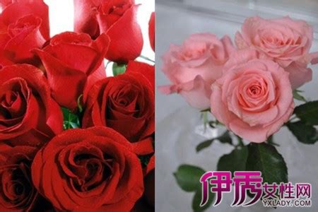 【月季】【图】怎样区分月季和玫瑰 弄明白这三点就能分辨_伊秀花草|yxlady.com