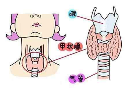 甲状腺的图片