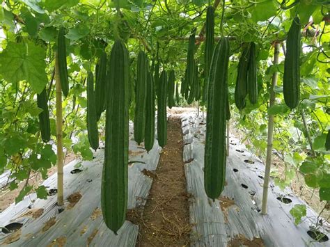绿色蔬菜丝瓜种植介绍 - 深圳市绿然展业发展有限公司