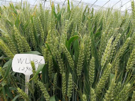 孟麦169小麦种子介绍，适宜播种期10月上中旬 - 新三农