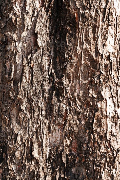 Tree bark texture 14390561 Stock Photo at Vecteezy