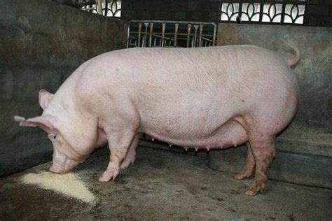 母猪多胎高产的方法，首先需选择优质种猪 - 农敢网