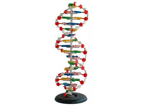 DNA双螺旋结构模型教学教具演示DNA分子结构_青华科教仪器有限公司_义乌购