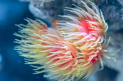 海葵生长脊椎动物掠夺性猕猴桃花朵珊瑚礁珊瑚热带海葵捕食者高清图片下载-正版图片320305537-摄图网