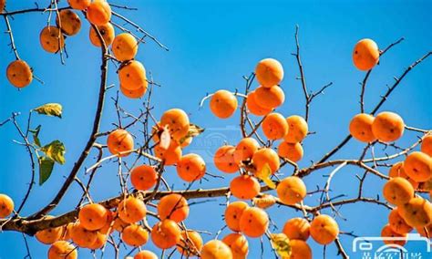 挂满枝头的金黄色柿子高清图片下载_红动中国
