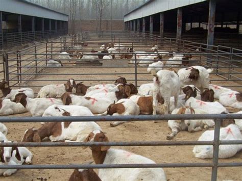 波尔山羊-郓城圣泰养殖有限公司