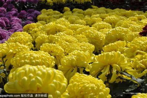 身边的菊花大秀！六大菊花展区，让您尽赏菊花之美_北京旅游网
