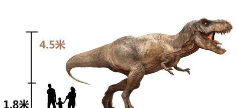 霸王龙在史前真是无敌的存在吗？化石证据表明它们居然也有对手！