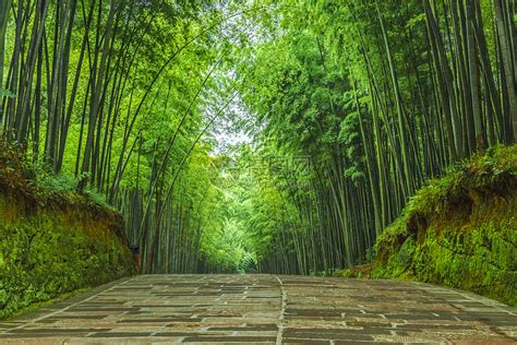 幽静的蜀南竹海竹林石板路高清图片下载-正版图片500705993-摄图网