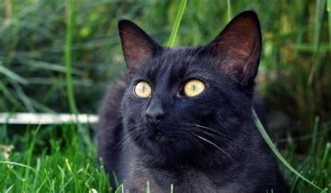 古代的猫咪都叫啥名？你知道几个？_白色_黑色_全身