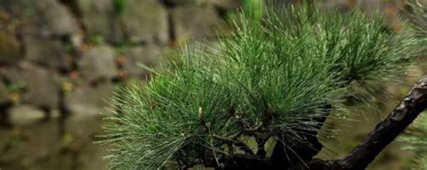 松柏是什么植物 生长习性-长景园林网