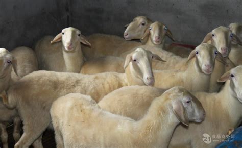 杜泊羊图片 30斤到40斤小羊价格纯种白头杜泊羊种公羊价格 山东济宁-食品商务网