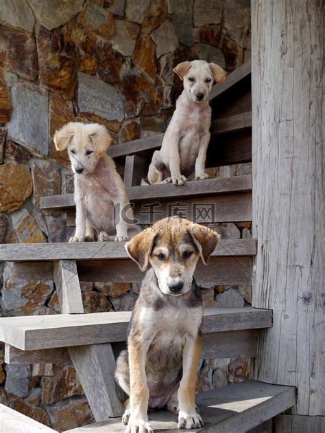 三只狗在楼梯上高清摄影大图-千库网