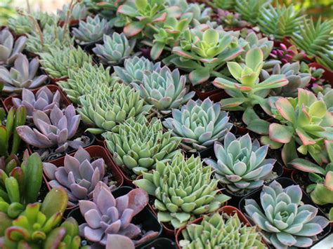 25 Types of Succulents + Pictures - Bob Vila