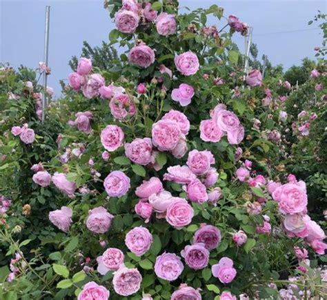 海蒂的花园特别纪念日灌木强香月季玫瑰室外庭院露台花卉植物盆栽-淘宝网