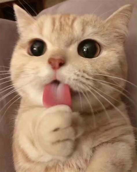 泡芙猫表情包图片