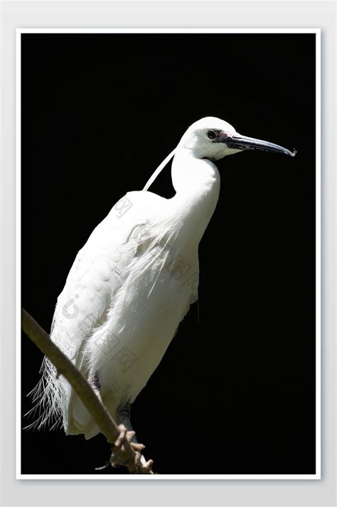动物保护鸟摄影图片图片-包图网