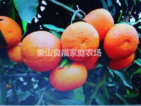 象山红美人柑橘苗 浙江宁波-食品商务网