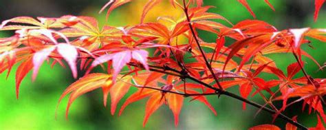 枫叶的花语及寓意 为什么在秋季是红色-长景园林网
