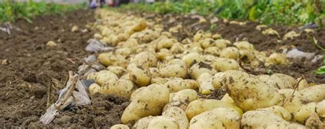 适合中国南方种植的土豆品种有哪些？都经研究培育而成 - 农敢网