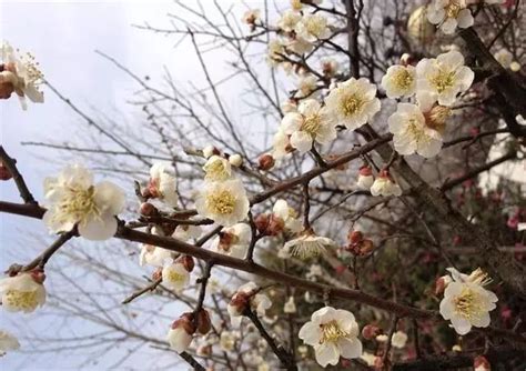 春季盛开的梅花|摄影|生态|壹格设计 - 原创作品 - 站酷 (ZCOOL)