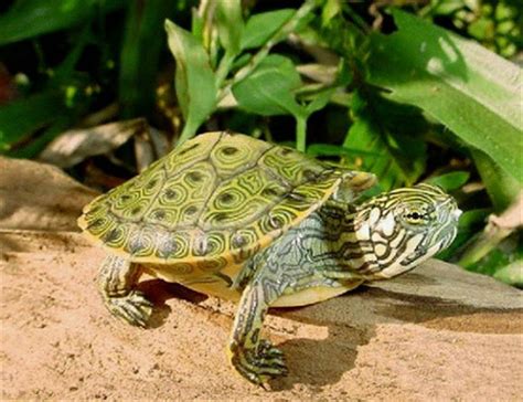 外塘大河甜甜圈龟深水龟鱼缸混养乌龟活体甜甜圈宠物观赏龟网红龟-阿里巴巴