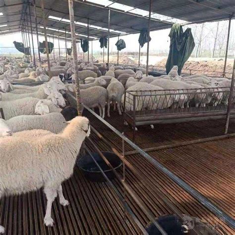 2018年2月12日全国活羊、羊肉最新价格走势 - 惠农网