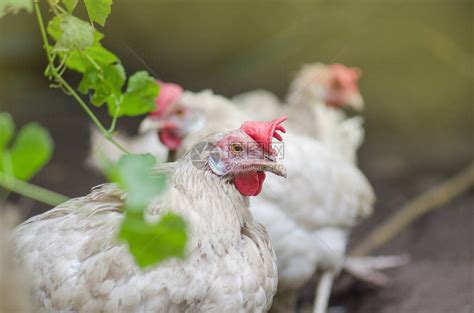 农场里的白母鸡公鸡生活自由放养家养母鸡在农场田高清图片下载-正版图片504284042-摄图网