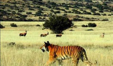 航拍的视频显示，一只白虎在荒野中行走，这是南非自由州老虎峡谷私人狩猎保护区视频素材_ID:VCG42N1367966164-VCG.COM