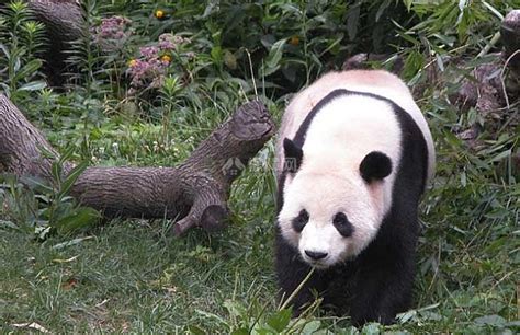 熊猫的知识资料大全（憨厚老实的大熊猫，能轻松单挑藏獒？它的战斗力有多恐怖） | 说明书网