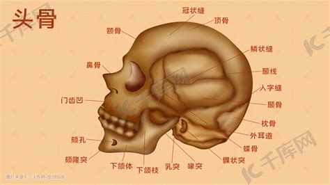 人体医疗组织器官脑部头骨示意图科普插画图片-千库网