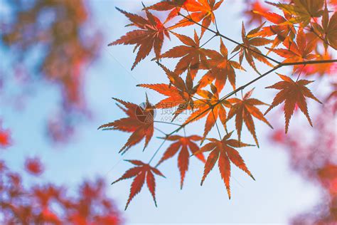秋叶飘落树叶金秋天枫叶唯美背景视频素材_红动网