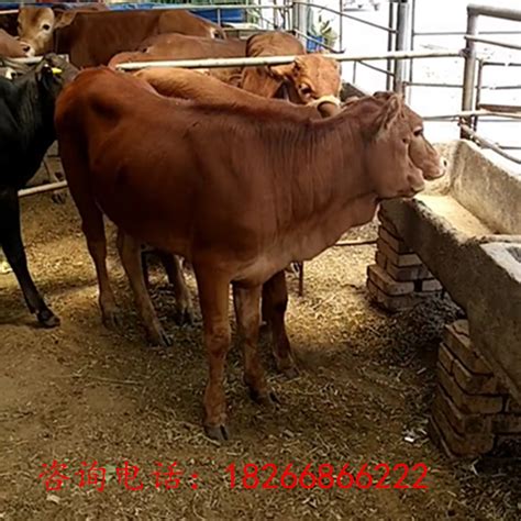 鲁西黄牛，黄牛肉牛犊养殖出售价格_山东菏泽__牛-食品商务网