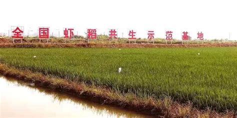 温州文成：“稻虾共养”一田双收，铺就绿色致富路-新闻中心-温州网