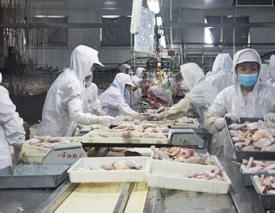 湖北同星农业公司引进丹麦林科全自动肉鸡屠宰加工生产线-随州市人民政府门户网站