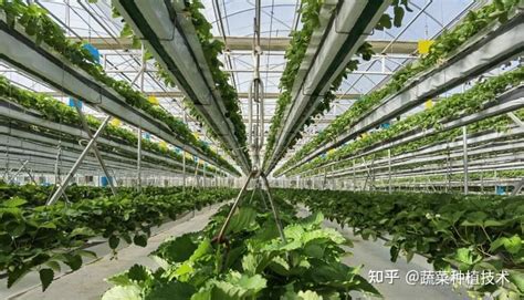 无土栽培--番茄种植管理技术!_无土栽培技术_寿光市九合农业发展有限公司
