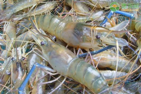 陕西“海虾淡水养殖”技术引种成功，即将获得大丰收！__财经头条