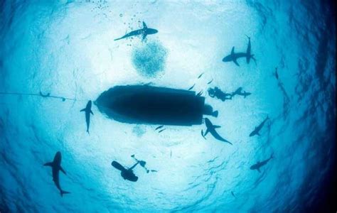 实拍：深海下的巨型生物