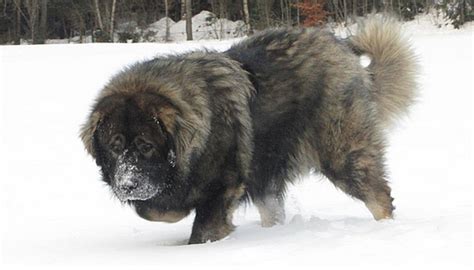 纯种巨型高加索宠物犬护卫犬活体高加索幼犬熊版狼青犬高加索犬-阿里巴巴