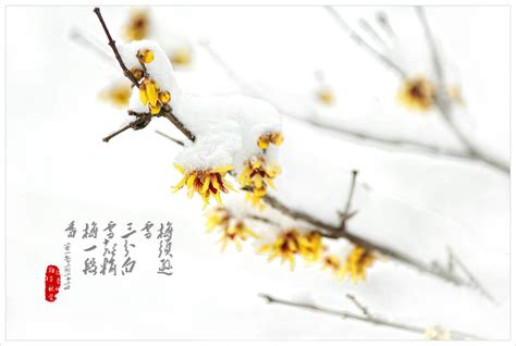 寒梅傲雪图片