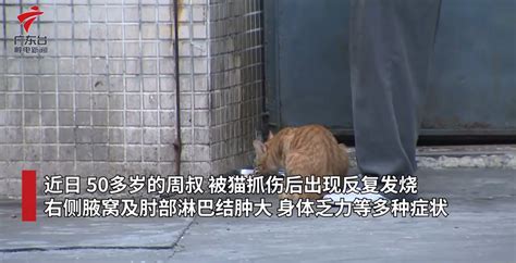 1岁男孩被小猫抓伤，半个月来反复发烧，医生：这是感染了“猫抓病”_手机新浪网