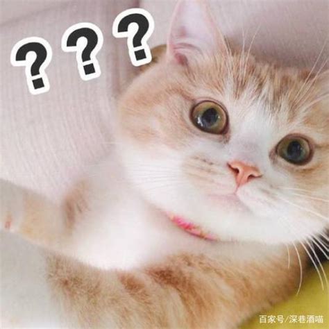 深圳9岁女童“撸猫”撸出怪病？医生：这病可能导致失明_深圳新闻网