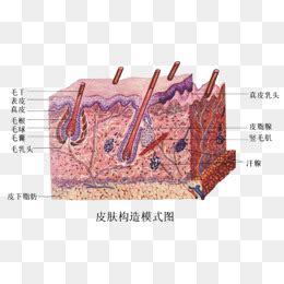 皮肤组织结构图图片