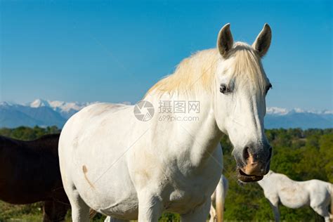 一匹白马在草原上比利牛斯山在背景中高清图片下载-正版图片307218090-摄图网