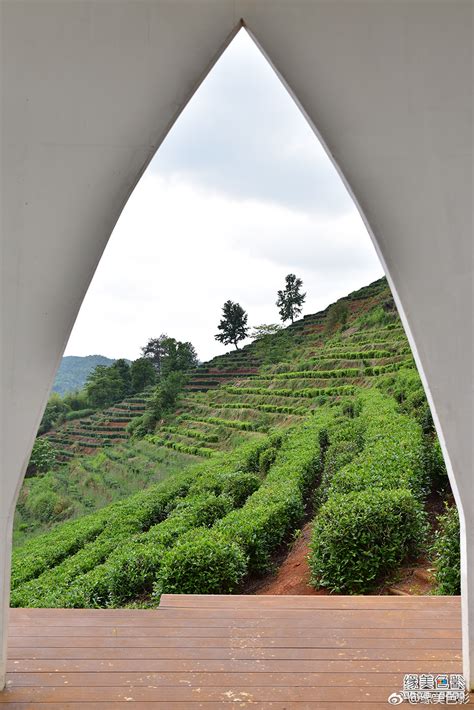 A哆乡村的高山茶园，一排排的茶树漫山遍野，随着山势延绵起伏