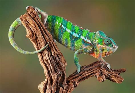 变色龙属于最著名的蜥蜴科之一高清图片下载-正版图片504661421-摄图网